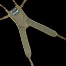 British Army MTP Yoke - British Army Surplus - Load Accessories